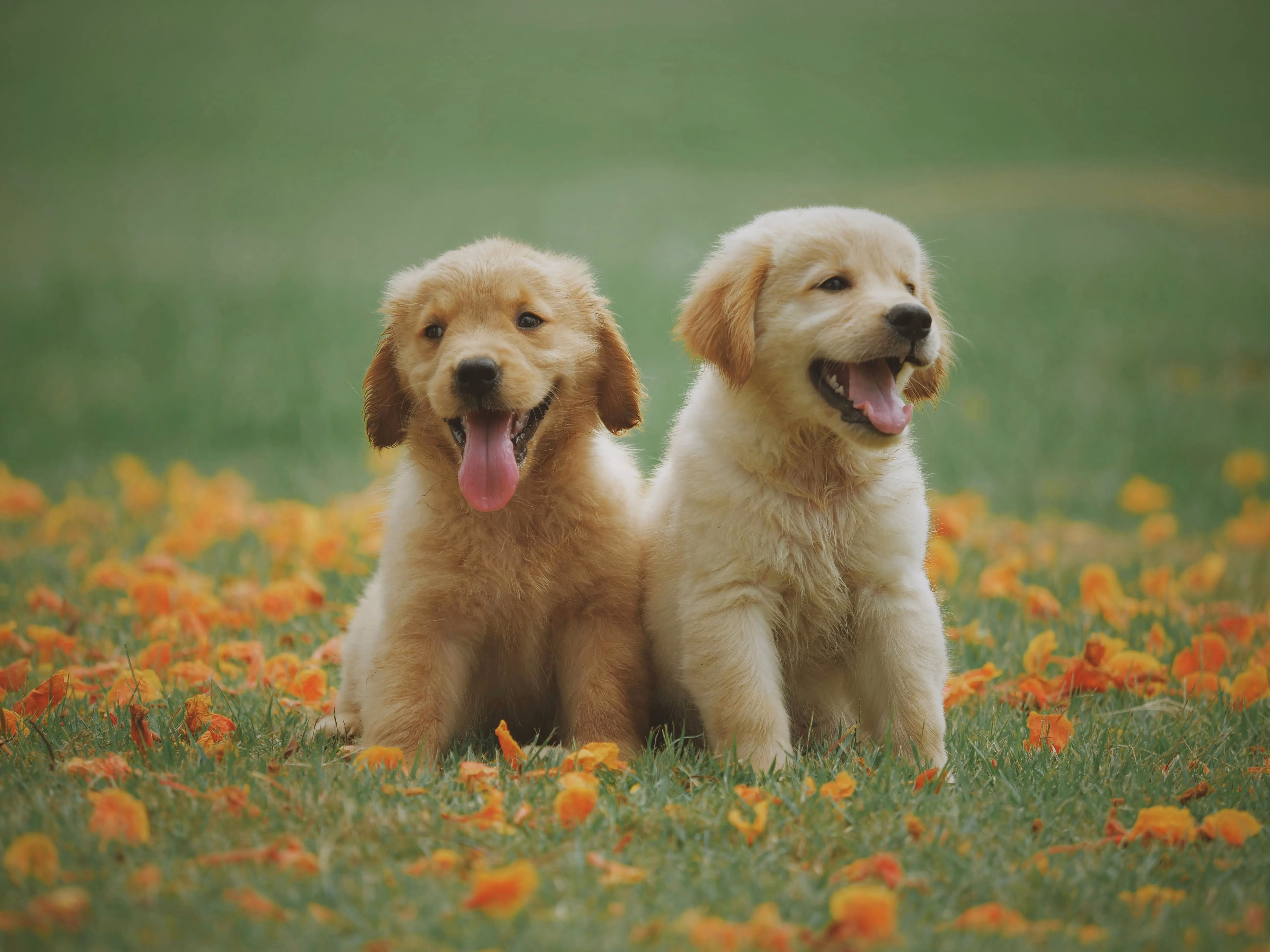why-puppies-and-kittens-are-better-together-12-adorable-reasons-image-0